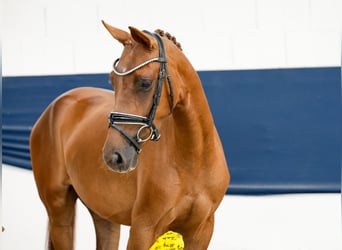 Deutsches Reitpony, Stute, 3 Jahre, 149 cm, Fuchs