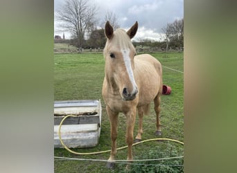 Deutsches Reitpony, Stute, 3 Jahre, 149 cm, Palomino