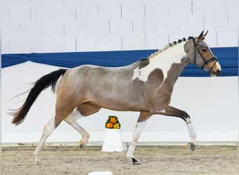 Deutsches Reitpony, Stute, 3 Jahre, 149 cm, Schecke