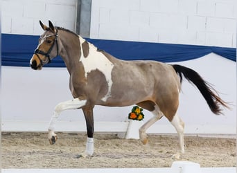 Deutsches Reitpony, Stute, 3 Jahre, 149 cm, Schecke