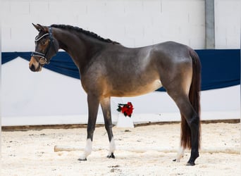 Deutsches Reitpony, Stute, 3 Jahre, 150 cm, Brauner