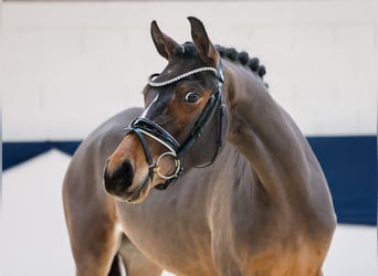 Deutsches Reitpony, Stute, 3 Jahre, 150 cm, Brauner