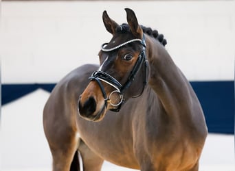 Deutsches Reitpony, Stute, 3 Jahre, 150 cm, Brauner