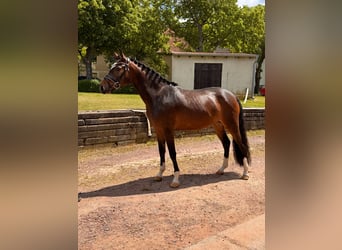 Deutsches Reitpony, Stute, 3 Jahre, 150 cm, Brauner