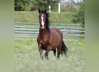 Deutsches Reitpony Mix, Stute, 3 Jahre, 150 cm, Brauner