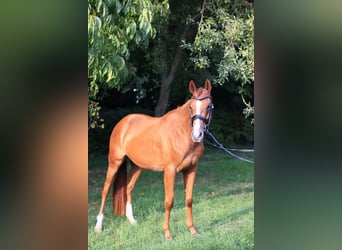 Deutsches Reitpony Mix, Stute, 3 Jahre, 150 cm, Fuchs