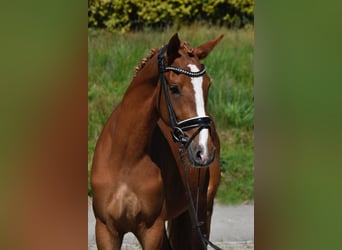 Deutsches Reitpony, Stute, 3 Jahre, 150 cm, Fuchs