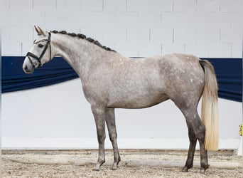Deutsches Reitpony, Stute, 3 Jahre, 150 cm, Schimmel