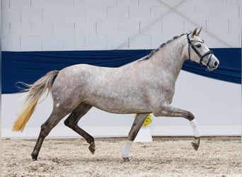 Deutsches Reitpony, Stute, 3 Jahre, 150 cm, Schimmel