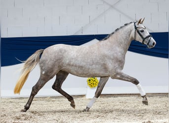 Deutsches Reitpony, Stute, 3 Jahre, 150 cm, Schimmel