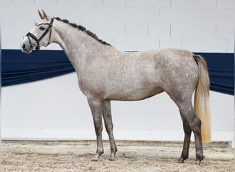 Deutsches Reitpony, Stute, 3 Jahre, 150 cm, Schimmel
