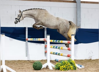 Deutsches Reitpony, Stute, 3 Jahre, 150 cm, Schimmel