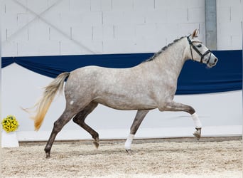 Deutsches Reitpony, Stute, 3 Jahre, 150 cm, Schimmel