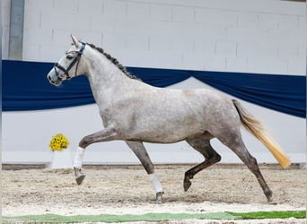 Deutsches Reitpony, Stute, 3 Jahre, 150 cm, Schimmel