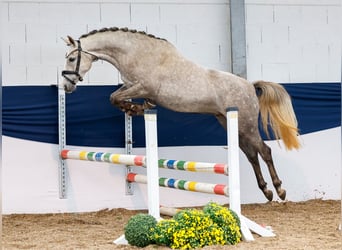 Deutsches Reitpony, Stute, 3 Jahre, 150 cm, Schimmel