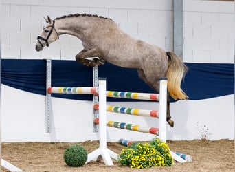 Deutsches Reitpony, Stute, 3 Jahre, 150 cm, Schimmel