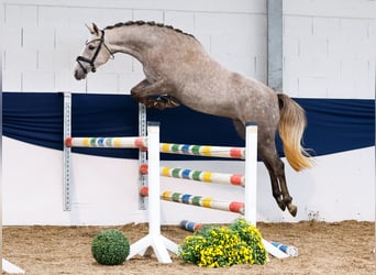 Deutsches Reitpony, Stute, 3 Jahre, 150 cm, Schimmel
