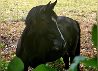 Deutsches Reitpony, Stute, 3 Jahre, 150 cm, Schwarzbrauner
