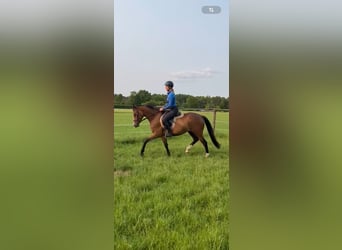 Deutsches Reitpony, Stute, 3 Jahre, 152 cm, Brauner