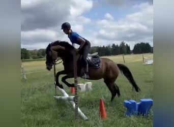 Deutsches Reitpony, Stute, 3 Jahre, 152 cm, Brauner