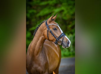 Deutsches Reitpony, Stute, 3 Jahre, 152 cm, Brauner