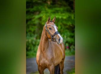 Deutsches Reitpony, Stute, 3 Jahre, 152 cm, Brauner
