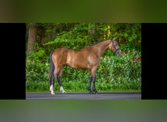 Deutsches Reitpony, Stute, 3 Jahre, 152 cm, Brauner