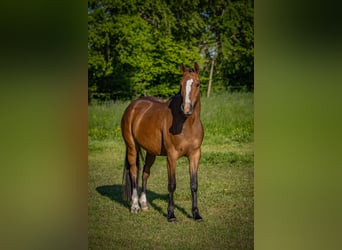 Deutsches Reitpony, Stute, 3 Jahre, 152 cm, Brauner