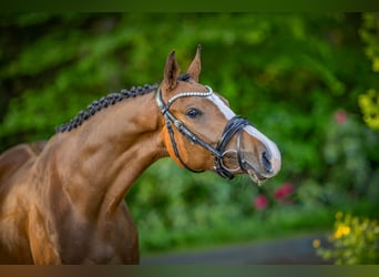 Deutsches Reitpony, Stute, 3 Jahre, 152 cm, Brauner