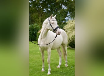 Deutsches Reitpony, Stute, 3 Jahre, 152 cm, Cremello