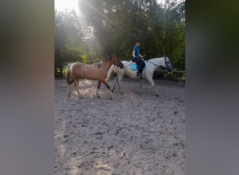 Deutsches Reitpony Mix, Stute, 3 Jahre, 152 cm, Falbe