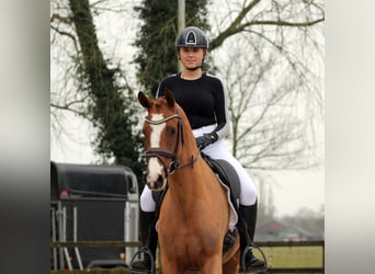 Deutsches Reitpony, Stute, 3 Jahre, 152 cm, Fuchs