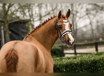 Deutsches Reitpony, Stute, 3 Jahre, 152 cm, Fuchs