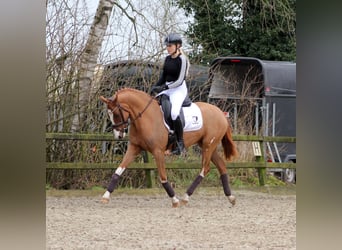 Deutsches Reitpony, Stute, 3 Jahre, 152 cm, Fuchs