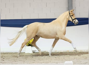 Deutsches Reitpony, Stute, 3 Jahre, 152 cm, Palomino