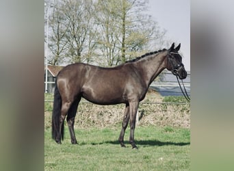 Deutsches Reitpony, Stute, 3 Jahre, 152 cm, Rappe