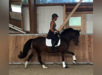 Deutsches Reitpony, Stute, 3 Jahre, 153 cm, Brauner