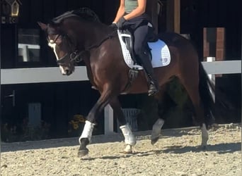 Deutsches Reitpony, Stute, 3 Jahre, 153 cm, Brauner