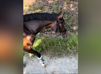 Deutsches Reitpony, Stute, 3 Jahre, 153 cm, Brauner