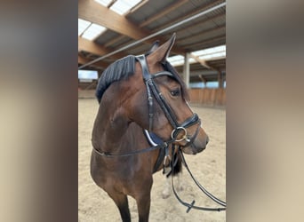 Deutsches Reitpony, Stute, 3 Jahre, 153 cm, Brauner