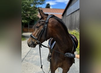 Deutsches Reitpony, Stute, 3 Jahre, 153 cm, Brauner