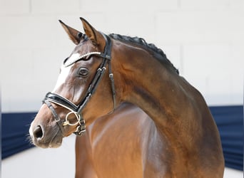 Deutsches Reitpony, Stute, 3 Jahre, 153 cm, Brauner