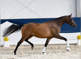Deutsches Reitpony, Stute, 3 Jahre, 153 cm, Brauner