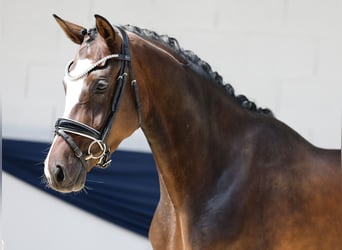 Deutsches Reitpony, Stute, 3 Jahre, 153 cm, Brauner