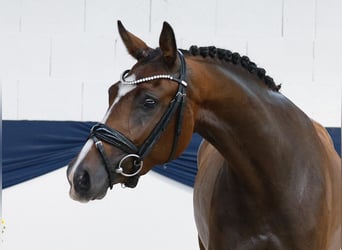 Deutsches Reitpony, Stute, 3 Jahre, 153 cm, Brauner
