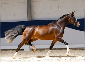 Deutsches Reitpony, Stute, 3 Jahre, 153 cm, Brauner