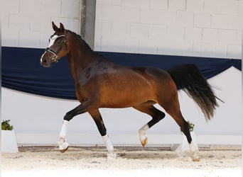 Deutsches Reitpony, Stute, 3 Jahre, 153 cm, Brauner
