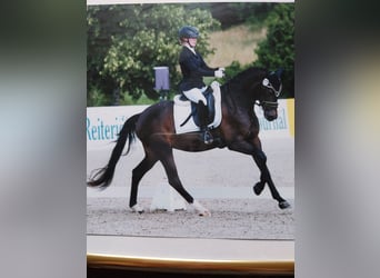Deutsches Reitpony, Stute, 3 Jahre, 153 cm, Dunkelbrauner