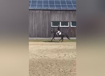 Deutsches Reitpony, Stute, 3 Jahre, 153 cm, Schwarzbrauner