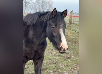 Deutsches Reitpony, Stute, 3 Jahre, 153 cm, Schwarzbrauner